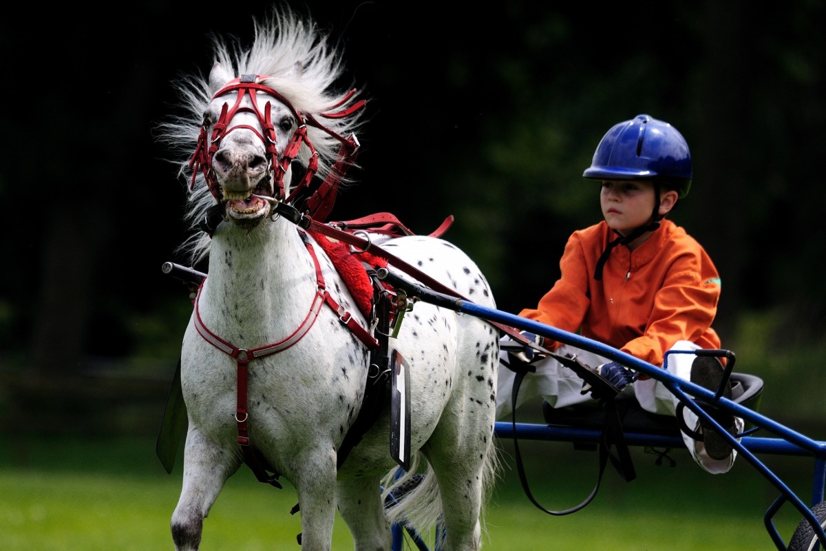 Trav betting på nätcasino